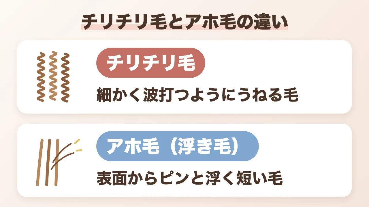 チリチリ毛とアホ毛の違いの図解：チリチリ毛は細かく波打つようにうねる毛、アホ毛（浮き毛）は表面からピンと浮く短い毛
